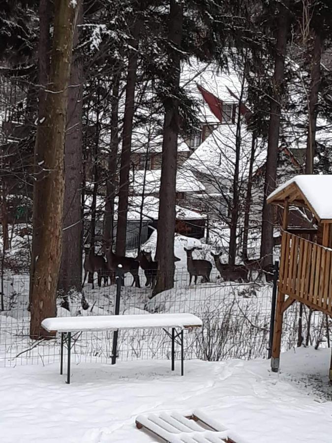 Apartamenty Przy Swierku Szklarska Poreba Extérieur photo